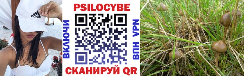 Псилоцибиновые грибы Psilocybe Ефремов